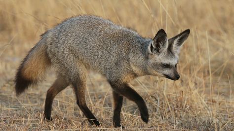 2560x1440 Wallpaper bat-eared fox, walk, fox Bat Eared Fox, Fox Bat, Maned Wolf, 2560x1440 Wallpaper, Foxes Photography, Fox Pictures, Animals Friendship, Pet Fox, Cute Puppy Videos