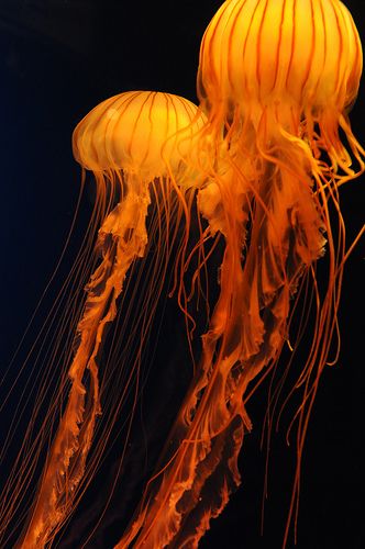 Yellow Jellyfish, Color Personality, Jaune Orange, Orange You Glad, Orange Aesthetic, Orange Wallpaper, Color Naranja, Yellow Aesthetic, Aesthetic Colors