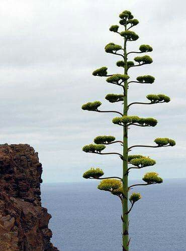 Weird Trees, Matka Natura, Magical Tree, Tree Houses, Unique Trees, Agaves, Nature Tree, Tree Hugger, Tree Forest