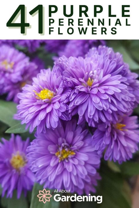 Fall Purple Flowers, Purple Perennial Flowers, Purple Perrenial Flowers, Annual Flower Beds, Flower Planting Guide, Purple Perennials, Purple Mums, Purple Flowering Plants, Flowers London