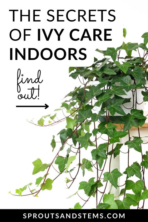 Discover the ultimate tips for thriving indoor ivy! From proper watering to light requirements, this comprehensive guide will ensure your ivy stays lush and healthy all year round. #ivyplantindoors Hanging Ivy Plant, Ivy Plant Indoor Decor Bedroom, Best Indoor Vine Plants, Potted Ivy Indoor, How To Grow Ivy Indoors, Indoor Ivy Trellis, Ivy Care Indoor, Growing Ivy Indoors, Ivy Plant Indoor Decor Ideas