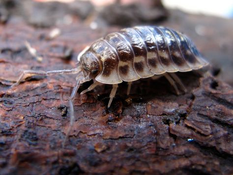 BugBlog: The common woodlouse Woodlice, Types Of Monkeys, Wolf Kids, Baleen Whales, Pill Bug, Sea Mammal, Garden Bugs, Nocturnal Animals, Big Animals