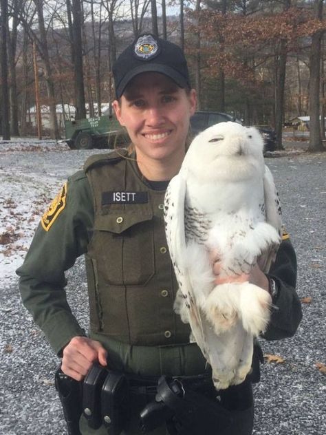 Pa. Game Commission: Game warden rescue snowy owl from state prison Game Warden, Cheap Car Insurance Quotes, Snow Owl, Funny Expressions, Snowy Owl, Funny Animal Memes, Fishing Line, Hunting Fishing, Animal Memes