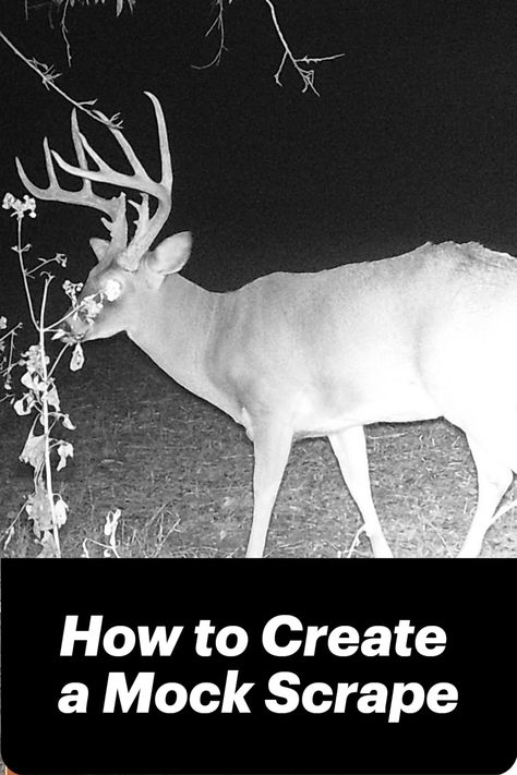 Looking for another way to increase your chances of success on that big buck this season? Check out our post on how to create a mock scrape. Whitetail Deer Hunting, Bow Season, Big Buck, Whitetail Bucks, Martha Hunt, Come Soon, Deer Hunters, Wildlife Habitat, Bow Hunting