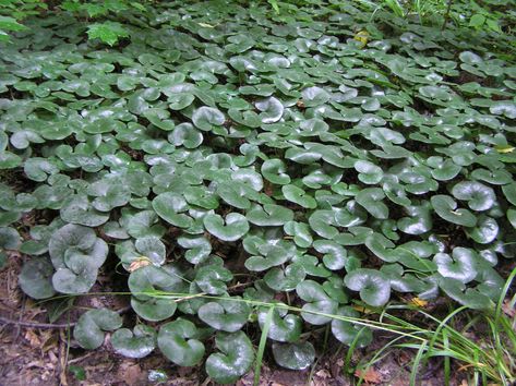 This species is accepted, and its native range is Europe to Central Siberia. Asarum Europaeum, Wild Ginger, Vascular Plant, Herbal Infusion, Winter Photo, Biome, Hens And Chicks, Hardy Perennials, Forest Floor