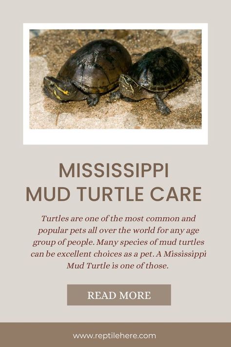 #Mississippi Mud Turtle Care #Mississippi Mud Turtle #Turtle Care Mud Turtle, Turtle Care, Mississippi Mud, Pet Turtle, A Turtle, Group Of People, Turtles, Mississippi, Pet