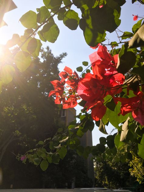 Striking Sunshine in mid icy winds are pure bliss amid the pandemic #photography #background #flowers #aesthetic #sunshine #writer #adobe #vsco #edit Background Flowers Aesthetic, Aesthetic Sunshine, Background Flowers, Vsco Edit, Flowers Aesthetic, Sky Aesthetic, Pure Products, Plants, Flowers