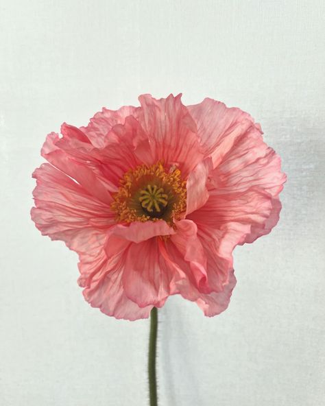 Occasionally I’ll grow a flower that stops me in my tracks. This is one of them. Happy March, everyone 💕 Pictured: Iceland poppy, hummingbird pastel mix from @farmerbaileyplugs #poppies #icelandpoppies #sustainablefloristry #sandiegoflorist #sandiegoweddingflowers #cutflowergarden #sandiegogardner Icelandic Poppy, Iceland Poppy, Icelandic Poppies, Happy March, Cut Flower Garden, Poppy Flowers, Aesthetic Ideas, Cold Porcelain, Poppy Flower