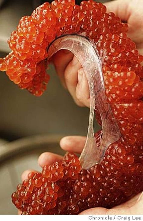 Curing trout roe with tamari and mirin Fish Roe, Trout Roe Recipe, Whole Rainbow Trout Recipe, Whole Rainbow Trout Recipe Baked, Trout Roe, Chum Salmon, Steelhead Trout, Calamari Recipes, Salmon Eggs