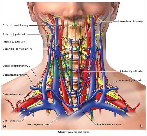 Anatomy of the Arteries, Veins and Nerves of the Cervical (Neck) Spine Region. Arteries Anatomy, Health Notes, Vascular Ultrasound, Internal Carotid Artery, Subclavian Artery, Notes School, Carotid Artery, Arteries And Veins, School Health