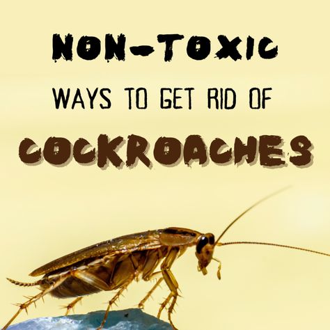 How do you get rid of roaches? If you have pets or small children, here are ten ways to get rid of roaches effectively and naturally. Kill Roaches Naturally, Home Remedies For Roaches, Kill Fleas On Dogs, Homemade Fruit Fly Trap, Roach Infestation, Homemade Bug Spray, Kill Roaches, Roach Killer, Get Rid Of Spiders