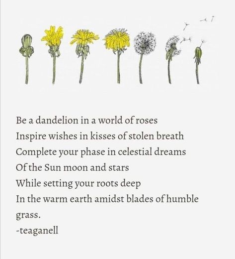 Quotes On Dandelions, Dandelion Love Quotes, Poems About Dandelions, Dandelion Sun Moon Stars, Moon And Dandelion Tattoo, Dandelion Life Cycle Tattoo, Dandelions Quote, Dandelion Quotes Inspiration, Dandelion Symbolism