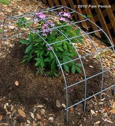 Diy Peony Support, Peony Support Ideas Diy, Steel Trellis, Garden Plant Supports, Cattle Panels, Garden Layouts, Patio Pergola, Veg Garden, Have Inspiration