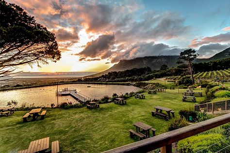 Cape Town Wedding Venues, Cape Point Vineyards, Winery Restaurant, Cape Wedding, Cape Point, Cape Town Wedding, Romantic Picnics, South Africa Travel, Wine Region