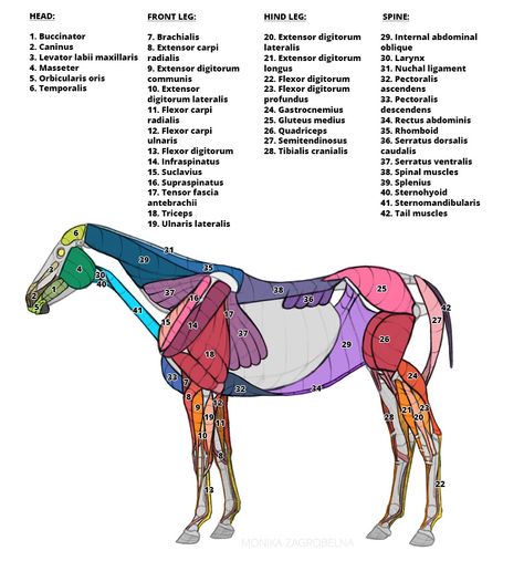 Horse Anatomy for Artists: Skeleton and Muscle Diagrams – Monika Zagrobelna Horse Muscles Anatomy, Horse Anatomy Reference, Horse Muscle Anatomy, Horse Muscles, Muscle Horse, Equine Bodywork, Equine Massage Therapy, Oceanography Marine Biology, Feline Anatomy