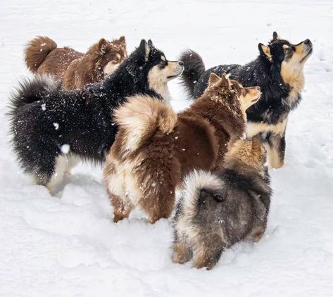 Finnish Lapphund - A Rainbow of Colors Finnish Lapphund, Sporting Dogs, Dog Show, A Rainbow, Animals Beautiful, Dog Breeds, Color Combinations, See More, Lilac