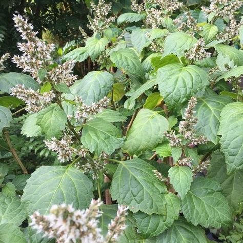 Patchouli Seeds Pogostemon cablin 50 Organic Aromatic | Etsy Pogostemon Cablin, Natural Air Freshener, Earthy Fragrance, Rare Seeds, Fragrant Plant, Seed Germination, Natural Insect Repellant, Seed Company, Gardening Advice