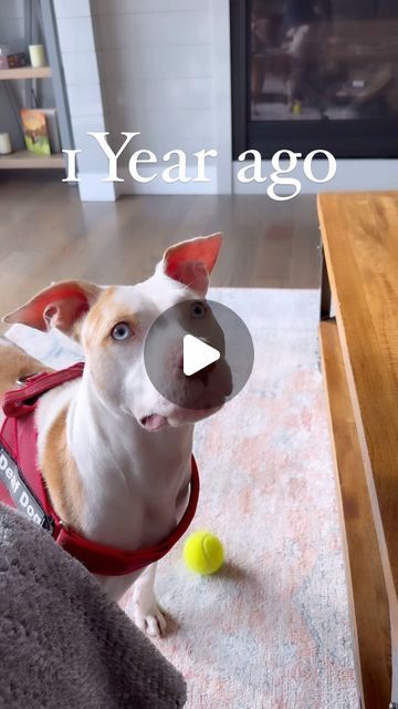 JAMES COBURN on Instagram: "today is my birthday and for my birthday I’d like you to share this video to your story and also to donate something to your local shelter. These are my wishes so you have to do them….. (use share button only please, no reposting apps they hurt our account)   It’s been just about one year since we made the decision to adopt a second deaf dog and it was a decision that has brought so much joy into our life. We were nervous about adopting differently abled animals, and Milkshake took a lot of time and work before she was comfortable in her new home, but today we are so happy together. Every animal is different, and has their own traumas, their own challenges. While we found these dogs very capable and easy to work with, some animals require more.  Please adopt res James Coburn, Deaf Dog, Differently Abled, Share Button, Today Is My Birthday, Happy Together, My Birthday, Animal Rescue, Your Story