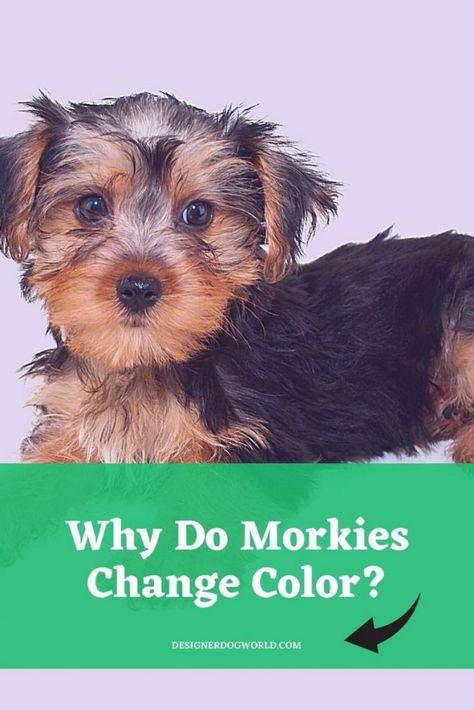 Does your Morkie look different as the months go by? Is his fur changing color? Read to find out all you need to know about whether a Morkie can change color. Morkie Haircut Hairstyles Teddy Bears, Morkie Haircut Hairstyles, Morkie Haircut, Morkie Haircuts, Morkie Dogs, Designer Dogs Breeds, Dog Kennel Designs, Dog World, Morkie Puppies