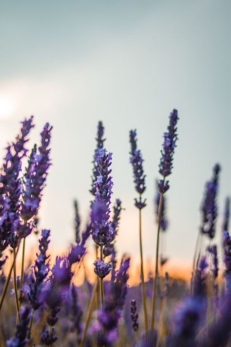 Cool Pictures For Wallpaper, Lavender Aesthetic, Wallpaper Nature Flowers, Lovely Lavender, Sainte Marie, Flower Background Wallpaper, Beautiful Flowers Wallpapers, Beautiful Landscape Wallpaper, Flower Phone Wallpaper