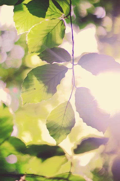 Leaves Sun Forest, #Leaves, #Forest, #Sun Sun Through Leaves, Sunlight Through Leaves, Basement Art, Lilies Of The Field, Forest Leaves, World Map Design, Sun Aesthetic, Leaf Photography, Dappled Light