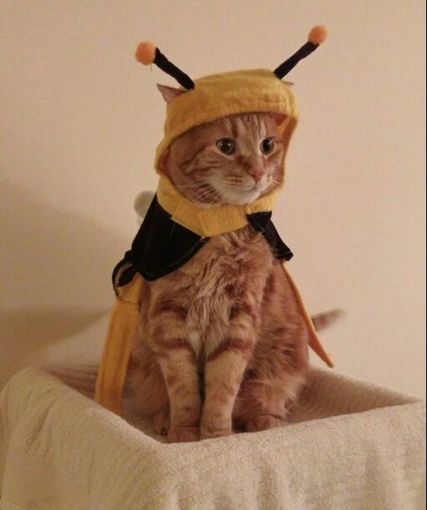 Cat In Bee Costume, Orange Cat Halloween Costume, Yellow Moodboard, Bumble Bee Costume, Cookie Costume, Bee Suit, Halloween Kitty, Cat Dressed Up, Bee Costume