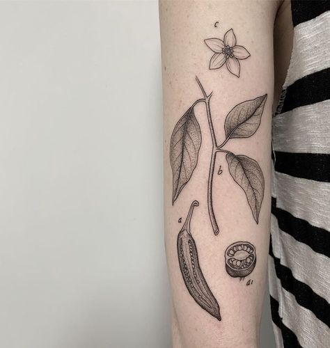 Textbook Tattoo, Biology Tattoo, Scientific Drawing, Ancient Tattoo, Botanical Tattoo, Sleeve Tattoos For Women, Scientific Illustration, Tattoo Inspo, Heart Tattoo