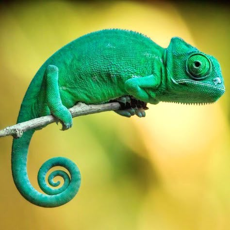 Pictures Of Reptiles, Rainforest Animals, Animal Study, Chameleons, Animal Magic, Animal Sketches, Reptiles And Amphibians, Animal Planet, Animal Photo