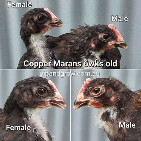 Black Copper Marans, Cream Legbar, Chicken Supplies, The Chicks, Colorful Feathers, To Wait, Comb, Copper