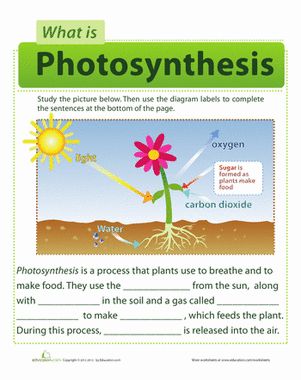 First Grade Life Science Worksheets: Photosynthesis for Kids Photosynthesis Activities, Photosynthesis Worksheet, Grade 3 Science, Plants Worksheets, Kid Science, 7th Grade Science, 4th Grade Science, Plant Science, Science Worksheets