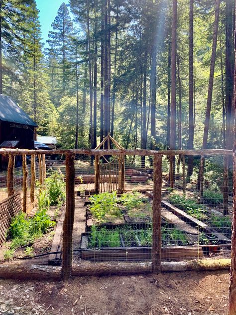 Veg Garden Fence, Forest Garden Aesthetic, Garden In Mountains, Vegetable Garden In The Woods, Farm In Forest, Pine Forest Garden, Forest Vegetable Garden, Homestead In The Woods, Gardening In The Woods