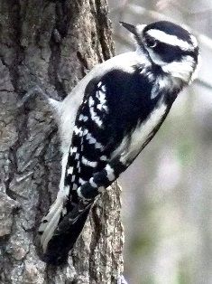 The Downy Woodpecker may be the most familiar woodpecker in North America. It occurs throughout North America where woodlands are found, being absent only from tundra regions of Canada and Alaska, and from southern Texas. Downey Woodpecker, Downy Woodpecker, Woodpeckers, Nature Life, Backyard Birds, Bird Pictures, Bird Photography, Wild Birds, Bird Watching