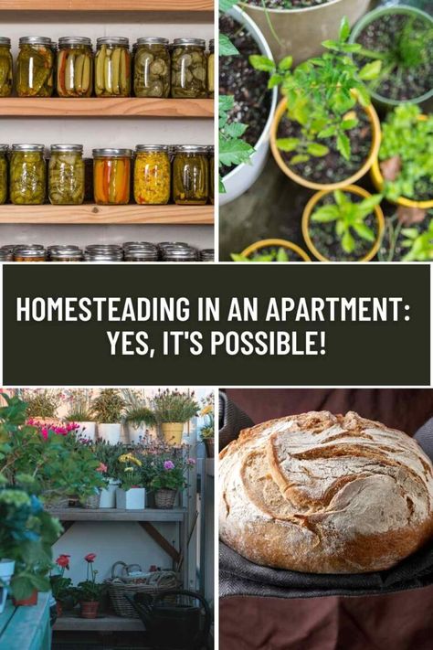 Homesteading in an Apartment: Yes, It's Possible! 3 Homesteading In An Apartment, Apartment Homestead, Apartment Homesteading, Modern Homesteading, Solar Energy Projects, Salt Pork, Urban Homesteading, Living Off The Land, Community Gardening