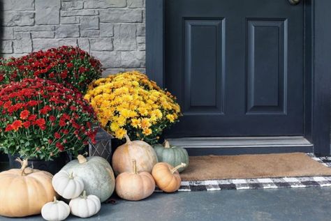 Fall Decorating Adds Auspicious Feng Shui and Brings Good Fortune | Red Lotus Letter Fall Curb Appeal, Cold Weather Plants, Home Decor Inspiration Living Room, Fall Displays, Slow Flower, Grey Pumpkin, Garden Mum, Sustainable Flowers, Fall Mums