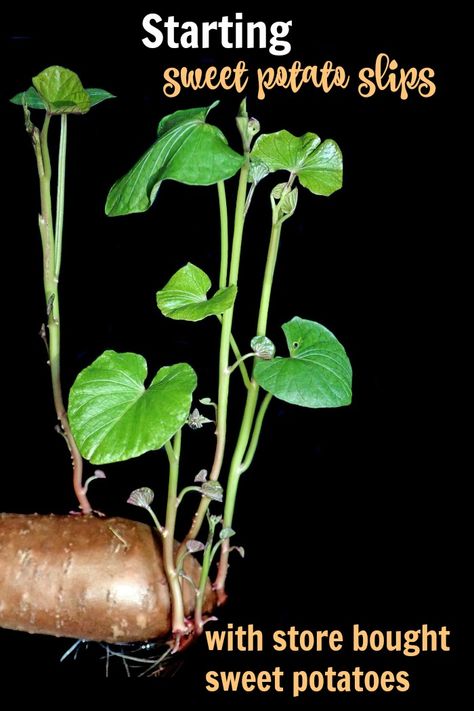 Sprouted Sweet Potato, Growing Sweet Potatoes From Sweet Potato, Starting Sweet Potato Slips, How To Grow Sweet Potato Vines, How To Start Sweet Potato Plants, Grow Sweet Potatoes From Scraps, Sweet Potato Plants In Pots, Planting Sweet Potato Slips, Sweet Potato Slips How To Grow