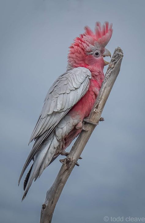 Pink Cacatoo, Cockatoo Art, Galah Cockatoo, Bird Breeds, Animal References, Australian Native, Tropical Birds, Weird Animals, Beautiful Animals