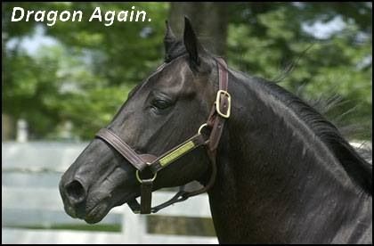 Standardbred Horse, Secretariat Horse, Gray Thoroughbred, Standardbred Racing, Hanoverian Horses Black, Race Horses Thoroughbred, Harness Racing, Thoroughbred Horse Racing, Most Beautiful Horses