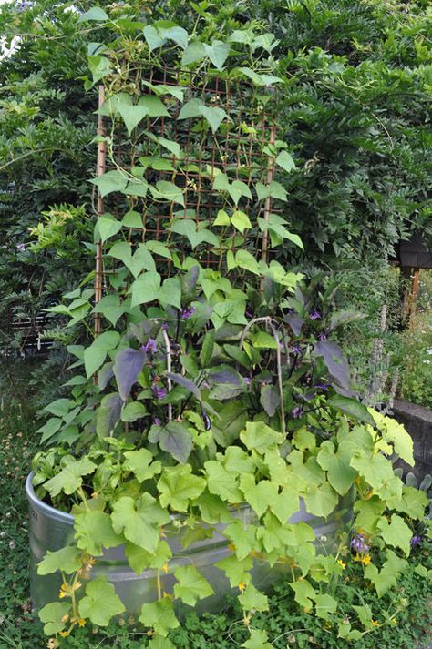 Squash Trellis, Bean Trellis, Vegetable Trellis, Small Backyards, Cucumber Trellis, Growing Cucumbers, Trough Planters, Church Nursery, Garden Plan