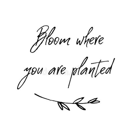 “Bloom Where You Are Planted” • Don’t Be Scared To Open Up To Your Full Potentials Just Because You Are Not Where You When To Be. • • www.nanazzboutique.com • Shop Our Current Deal 😉 Bloom Where You Are Planted Tattoo, Planted Tattoo, Print Poster Design, Plant Shirts, Growing Quotes, Handwritten Lettering, Nothing Is Permanent, Bloom Where Youre Planted, Plants Quotes