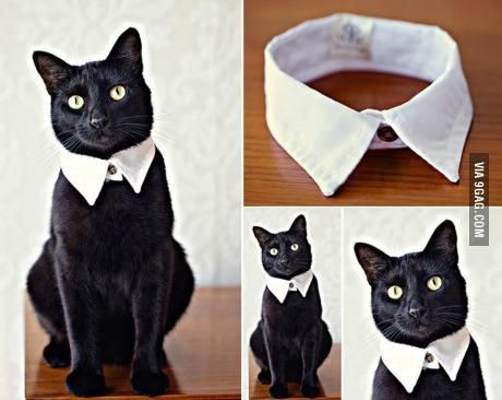 Diy Pet Costumes, Katt Diy, Katt Grejer, Kat Diy, Akita Dog, A Black Cat, Animal Projects, Cat Crafts, Cat Costumes