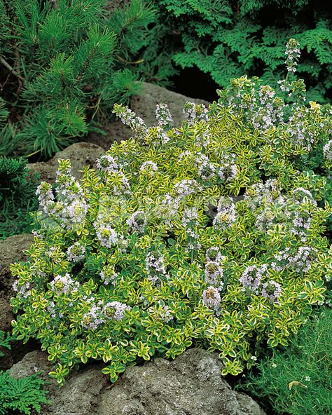 Thymus x citriodorus 'Lemon Variegata' Thymus Citriodorus, Plants Guide, Ornamental Horticulture, Rock Gardens, Plant Guide, Eindhoven, Back Garden, Rock Garden, Horticulture