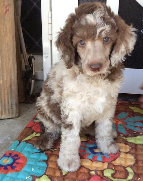 Party Poodle, Poodles Standard, Standard Poodle Puppies, Parti Poodle, Poodle Puppy Standard, Puppy Obedience Training, Poodle Puppies For Sale, Dog Poodle, Positive Dog Training