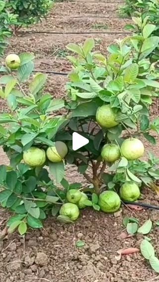 The Planto Facts on Instagram: "New technique for growing guava plant #reels #instagram" Papaya Growing, Guava Plant, Plant Fertilizer, Fertilizer For Plants, Food Forest, Reels Instagram, Fruit Garden, Organic Fertilizer, Organic Plants