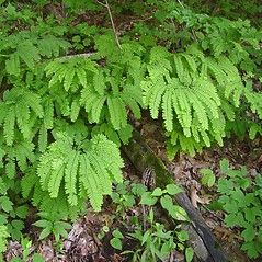 Adiantum pedatum (northern maidenhair fern): Go Botany Northern Maidenhair Fern, Adiantum Pedatum, Maidenhair Fern, Winter Leaves, New England States, Root System, Twist Outs, Black Leaves, Life Stages