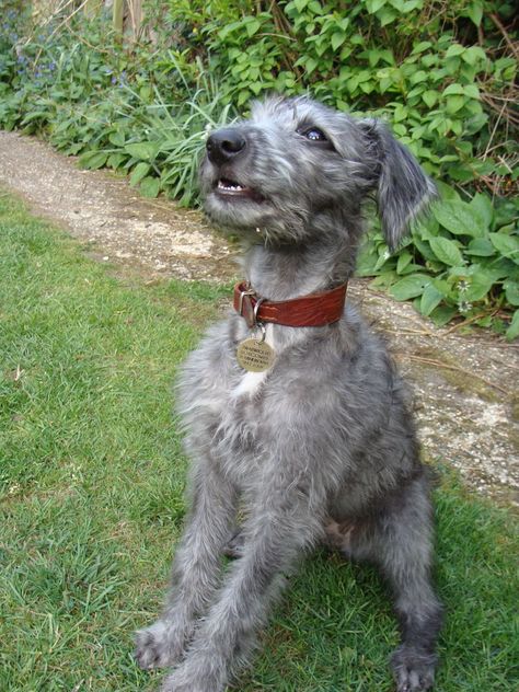 Bedlington Whippet, Scruffy Dogs, Whats Happening, Scottish Deerhound, Whippet Dog, Irish Wolfhound, Dog Id, Crazy Dog, Whippet