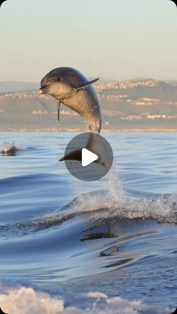 Delaney Trowbridge on Instagram: "Dolphins 🤝 this song.

Since the start of the TikTok dolphin trend, I haven’t been able to look at a single dolphin since without this song popping into my head. ✨🐬 💖 🌈 ☁️ ✨ 

#dolphins #whales #wildlifephotography #naturephotography #newportbeach #visitcalifornia #oceans #symphony #canon" Symphony Dolphin Trend, Symphony Dolphin, Dolphin Swimming, The Dolphins, One Percent, Bottlenose Dolphin, Newport Beach California, Visit California, The Pacific Ocean