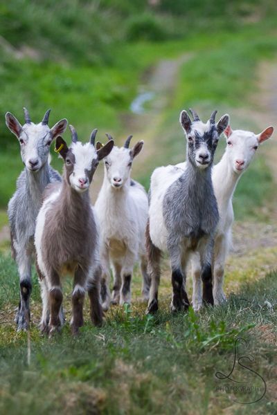 Goats Photography, Goat Photography, Pet Goats, G.o.a.t Wallpaper, Goat Fence, Goat Barn, Boer Goats, Made Me Smile, Cute Goats