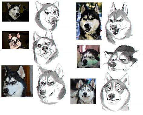 Dog Face Expressions Drawing, Husky Drawing Reference, Husky Art Cartoon, Husky Drawing Cartoon, Husky Reference, Husky Cartoon, Cartoon Husky, Husky Art, Husky Drawing