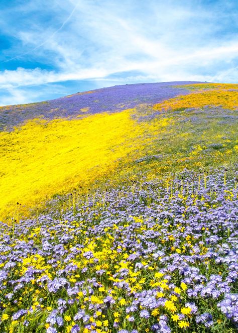 Desert Candles, Yellow Flower Field, Wildflower Landscape, Super Bloom, Outdoor Photographer, Field Of Flowers, Purple And Yellow, National Geographic Photos, Jolie Photo