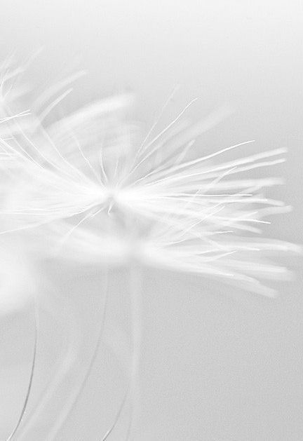 White Inspiration Foto Macro, Blanco White, Blowing In The Wind, A Dandelion, Deco Nature, Aesthetic Colors, Shades Of White, White Aesthetic, White Art